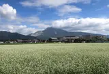 蕎麦畑と伊吹山