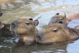 伊豆シャボテン公園