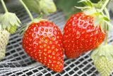 宇津木いちご園直売所