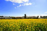 和田浦花園の花畑
