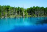 北海道 美瑛 白金 青い池