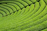 宇治茶の郷　和束の茶畑