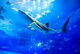 美ら海水族館