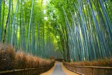 嵯峨野竹林