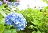 市民の森・フラワーパーク 野外ステージ