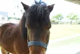 野間馬ハイランドまきば館