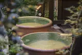 箱根湯寮