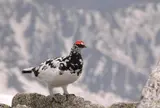 雷鳥ツアー