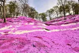 「志摩市観光農園」
芝桜公園