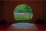 明月院（あじさい寺）