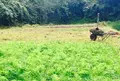 山都町矢部地域の写真_56998