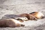 シール・ベイ保護公園