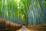 嵯峨野竹林