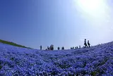 国営ひたち海浜公園