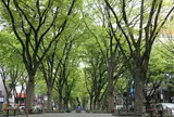 青葉通り/2日目