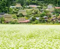 美山かやぶきの里の写真_457314