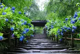 明月院