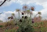 春であれば、おきな草群生地をウォーキング。