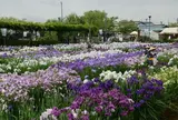 水郷佐原水生植物園