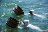 ミキモト真珠島