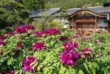 5月　玄向寺　牡丹