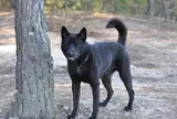 甲斐犬
