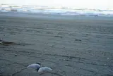 千里浜海岸