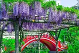 亀戸天神社