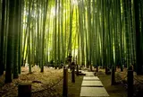 報国寺(竹寺)
