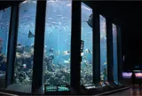 東海大学海洋科学博物館