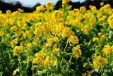 「あわじ花さじき」で花々とふれあう