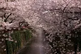 やはり目黒川の桜並木