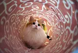 CatCafeてまりのおうち