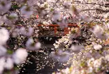 目黒川