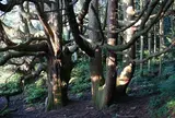 高森殿の杉