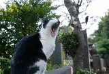 谷中霊園
