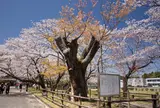 母智丘公園
