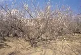 高岡の月知梅