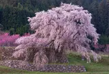 又兵衛桜