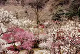 熱海梅園