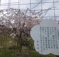 畑のしだれ桜の写真_128799