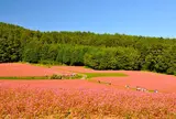 赤そばの里