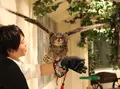 フクロウのお庭の写真_212196