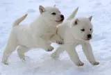 北海道犬