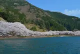 海津大崎