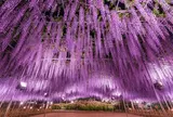 あしかがフラワーパーク