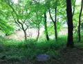 勝持寺の写真_78626