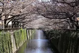 目黒川