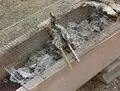 木曽川水園の写真_75067