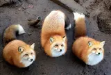 宮城蔵王キツネ村